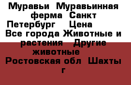 Муравьи, Муравьинная ферма. Санкт-Петербург. › Цена ­ 550 - Все города Животные и растения » Другие животные   . Ростовская обл.,Шахты г.